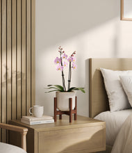 Load image into Gallery viewer, Snowdrift White stand:walnut