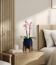 Load image into Gallery viewer, Twilight Blue stand:walnut