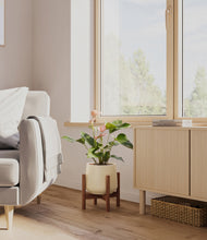 Load image into Gallery viewer, Almond Green stand:walnut