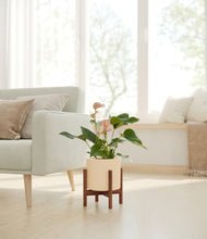 Load image into Gallery viewer, Cream stand:walnut