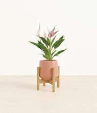 Load image into Gallery viewer, Calm Rose stand:bamboo