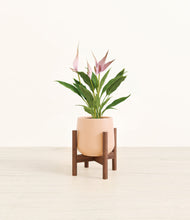 Load image into Gallery viewer, Gentle Pink stand:walnut