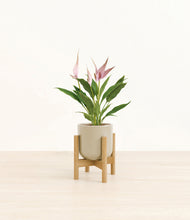 Load image into Gallery viewer, Sage Green stand:bamboo