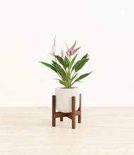 Load image into Gallery viewer, Cotton White stand:walnut