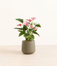 Load image into Gallery viewer, Olive*****Profile