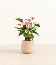 Load image into Gallery viewer, Gentle Pink*****Profile