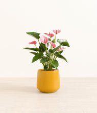 Load image into Gallery viewer, Mustard*****Profile