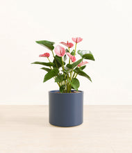 Load image into Gallery viewer, Deep Navy*****Profile