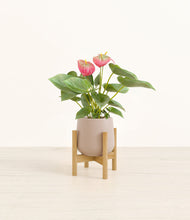 Load image into Gallery viewer, Eternal Gray stand:bamboo