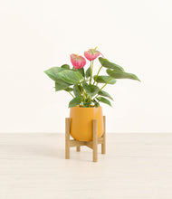 Load image into Gallery viewer, Mustard stand:bamboo