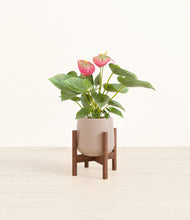 Load image into Gallery viewer, Eternal Gray stand:walnut