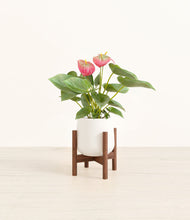 Load image into Gallery viewer, White stand:walnut
