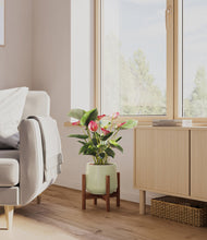 Load image into Gallery viewer, Turquoise stand:walnut