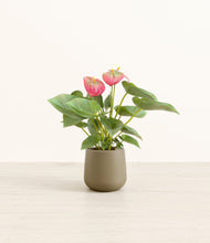 Load image into Gallery viewer, Olive*****Profile