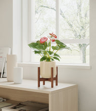 Load image into Gallery viewer, Almond Green stand:walnut