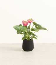 Load image into Gallery viewer, Black*****Profile