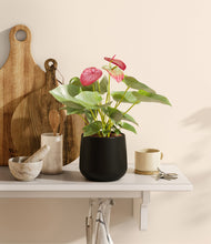 Load image into Gallery viewer, Black