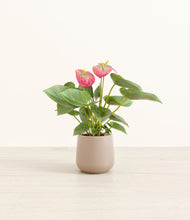 Load image into Gallery viewer, Eternal Gray*****Profile