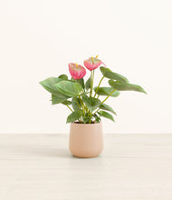 Load image into Gallery viewer, Gentle Pink*****Profile