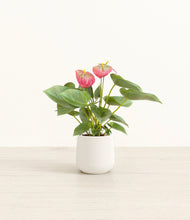 Load image into Gallery viewer, White*****Profile