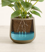 Load image into Gallery viewer, Olive