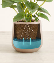 Load image into Gallery viewer, Eternal Gray