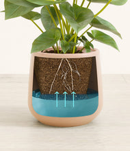 Load image into Gallery viewer, Gentle Pink