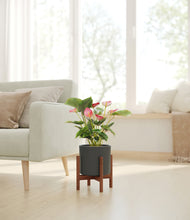 Load image into Gallery viewer, Dark Olive stand:walnut