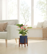 Load image into Gallery viewer, Deep Navy stand:walnut