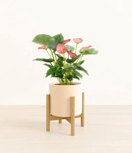 Load image into Gallery viewer, Cream stand:bamboo