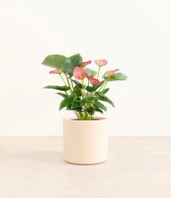 Load image into Gallery viewer, Cream*****Profile