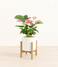 Load image into Gallery viewer, White stand:bamboo