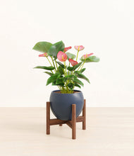 Load image into Gallery viewer, Deep Navy stand:bamboo stand:walnut