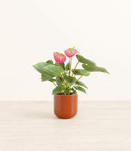 Load image into Gallery viewer, Glossy Red*****Profile