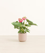 Load image into Gallery viewer, Sandy Pink*****Profile