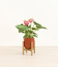 Load image into Gallery viewer, Glossy Red stand:bamboo