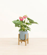 Load image into Gallery viewer, Misty Blue stand:bamboo