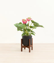 Load image into Gallery viewer, Stone Black stand:walnut