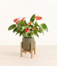 Load image into Gallery viewer, Olive stand:bamboo