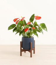 Load image into Gallery viewer, Deep Navy stand:walnut