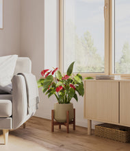 Load image into Gallery viewer, Olive stand:walnut