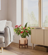 Load image into Gallery viewer, Gentle Pink stand:walnut