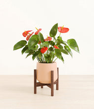 Load image into Gallery viewer, Gentle Pink stand:walnut
