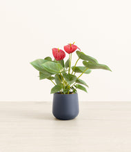 Load image into Gallery viewer, Deep Navy*****Profile