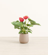 Load image into Gallery viewer, Eternal Gray*****Profile