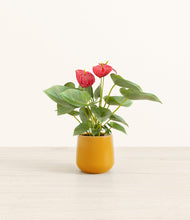 Load image into Gallery viewer, Mustard*****Profile