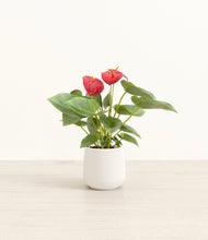 Load image into Gallery viewer, White*****Profile