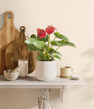 Load image into Gallery viewer, White