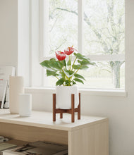 Load image into Gallery viewer, White stand:walnut