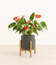 Load image into Gallery viewer, Dark Olive stand:bamboo